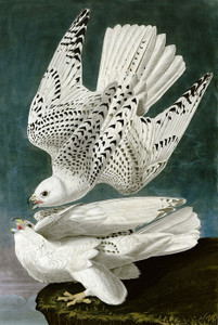 Art Prints of Gyrfalcon by John James Audubon