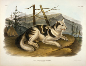 Art Prints of Hare, Indian Dog by John James Audubon