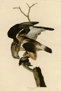 Art Prints of Rough Legged Falcon by John James Audubon