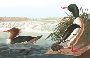 Art Prints of Waterfowl, Common Merganser or Goosander by John James Audubon