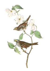 Art Prints of White Throated Sparrow by John James Audubon