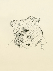 Art Prints of Head of a Bulldog by Lucy Dawson