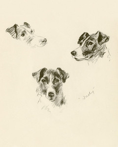 Art Prints of Judy, Smooth Haired Terrier by Lucy Dawson