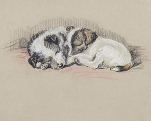 Art Prints of Mike and Jim, Wire Haired Terrier Puppies by Lucy Dawson