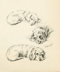 Art Prints of Oonagh 4, Wire Haired Dachshund by Lucy Dawson