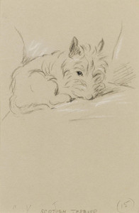 Art Prints of Scottish Terrier by Lucy Dawson