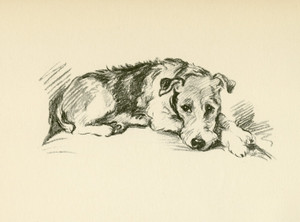 Art Prints of Wire Haired Terrier by Lucy Dawson