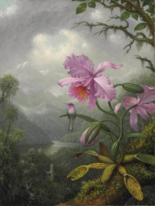 Art Prints of Hummingbird Perched on the Orchid Plant by Martin Johnson Heade