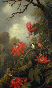 Art Prints of Hummingbird and Passion Flowers by Martin Johnson Heade
