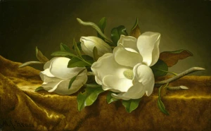 Art Prints of Magnolias on Gold Velvet Cloth by Martin Johnson Heade