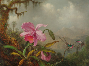 Art Prints of Orchids and Hummingbirds by Martin Johnson Heade