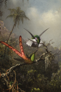 Art Prints of Orchid with Two Hummingbirds by Martin Johnson Heade