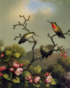 Art Prints of Ruby Throat of North America by Martin Johnson Heade