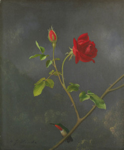 Art Prints of Red Rose with Ruby Throat by Martin Johnson Heade