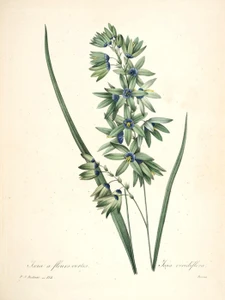 Art Prints of African Corn Lily, Plate 117 by Pierre-Joseph Redoute