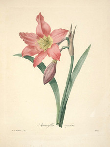 Art Prints of Amaryllis, Plate 64 by Pierre-Joseph Redoute