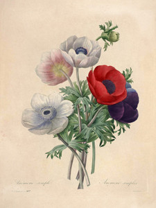 Art Prints of Anemone, Plate 110 by Pierre-Joseph Redoute