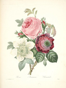 Art Prints of Anemone Rose Clematis, Plate 145 by Pierre-Joseph Redoute