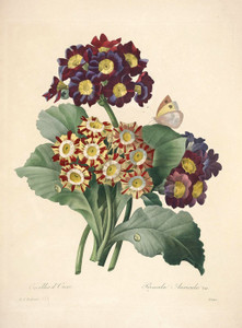 Art Prints of Auricula, Plate 141 by Pierre-Joseph Redoute