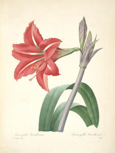 Art Prints of Brazilian Amaryllis, Plate 19 by Pierre-Joseph Redoute
