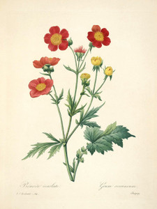 Art Prints of Avens, Plate 67 by Pierre-Joseph Redoute