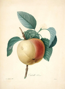 Art Prints of Calville Apple, Plate 140 by Pierre-Joseph Redoute