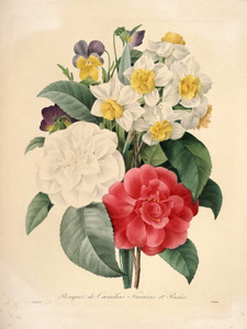 Art Prints of Camellia Narcissus and Pansy, Plate 129 by Pierre-Joseph Redoute