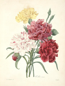 Art Prints of Carnation, Plate 4 by Pierre-Joseph Redoute