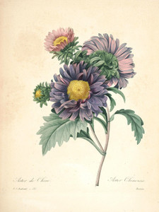 Art Prints of China Aster, Plate 124 by Pierre-Joseph Redoute