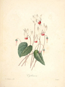 Art Prints of Cyclamen, Plate 122 by Pierre-Joseph Redoute