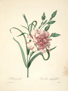 Art Prints of Dianthus, Plate 60 by Pierre-Joseph Redoute