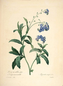 Art Prints of Forget Me Not, Plate 115 by Pierre-Joseph Redoute