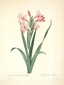 Art Prints of Gladiolus, Plate 63 by Pierre-Joseph Redoute