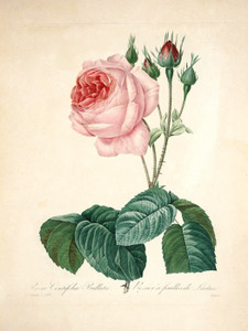 Art Prints of Great Cabbage Leaved Rose, Plate 105 by Pierre-Joseph Redoute