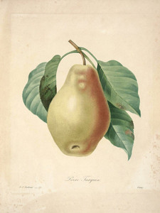 Art Prints of Pear, Plate 58 by Pierre-Joseph Redoute