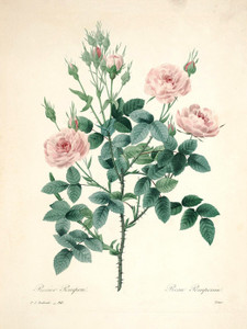 Art Prints of Pompon Rose, Plate 93 by Pierre-Joseph Redoute