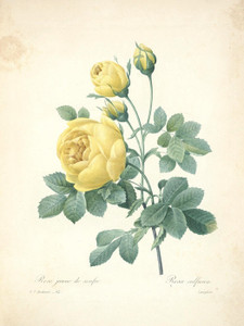Art Prints of Yellow Rose, Plate 65 by Pierre-Joseph Redoute