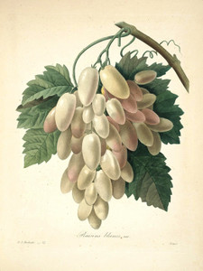 Art Prints of White Grapes, Plate 35 by Pierre-Joseph Redoute