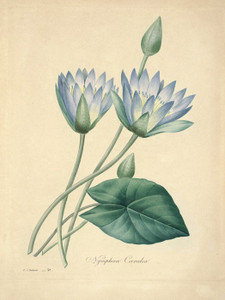 Art Prints of Blue Lotus, Plate 43 by Pierre-Joseph Redoute