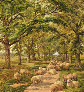 Art Prints of Sheep Resting on a Wooded Path by Robert Walker Macbeth