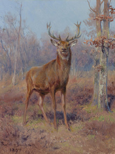 Art Prints of Young Stag in a Wooded Landscape by Rosa Bonheur