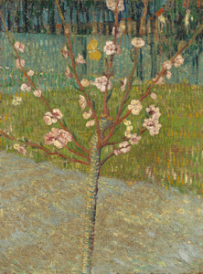 Art Prints of Almond Tree in Blossom by Vincent Van Gogh