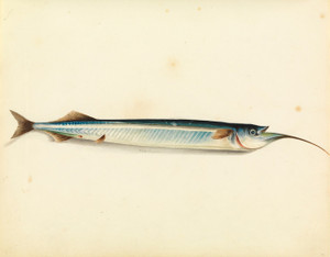 Art Prints of Garfish by W. B. Gould