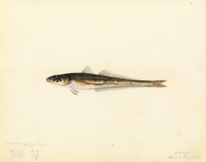 Art Prints of unidentified fish by W. B. Gould