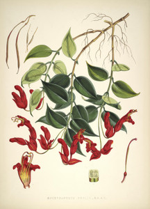 Art Prints of Aeschynanthus Peelii by Walter Hood Fitch