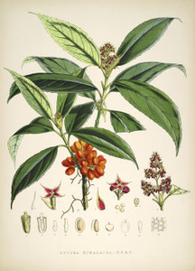 Art Prints of Aucuba Himalaica by Walter Hood Fitch