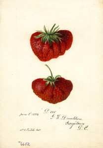 Art Prints of Dew Strawberries by William Henry Prestele