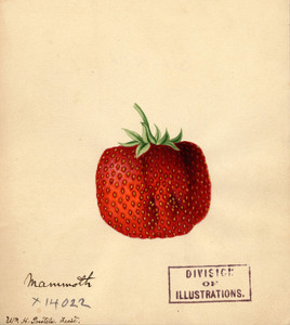 Art Prints of Mammoth Strawberry by William Henry Prestele