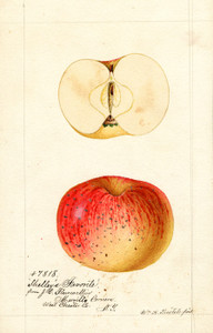 Art Prints of Shelley's Favorite Apples by William Henry Prestele