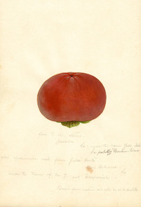 Art Prints of Yedo Ichi Persimmons by William Henry Prestele